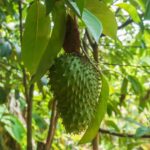 Experience The Surprising Health Benefits Of Soursop Tea