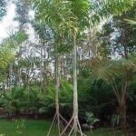 Empowering Resilience Of the Walking Palm Tree