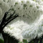 Whispers of Wisdom: Life Lessons Hidden in the White Cherry Blossom Tree