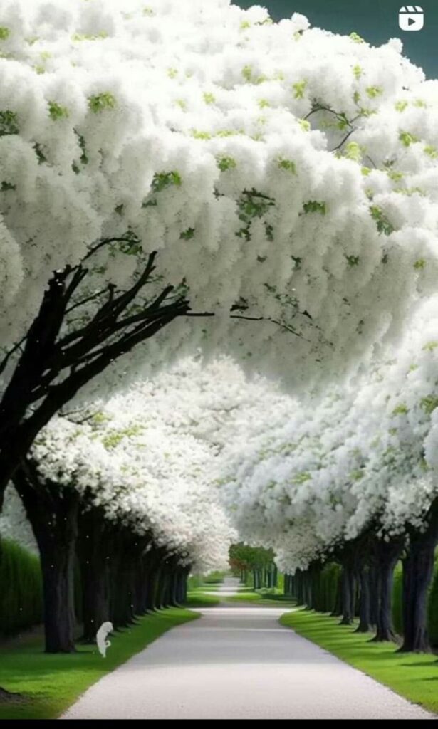 Whispers of Wisdom: Life Lessons Hidden in the White Cherry Blossom Tree